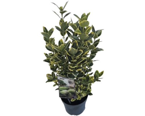 Japanischer Spindelstrauch FloraSelf Euonymus japonicus 'Marieke' H 25-30 cm Co 2 L