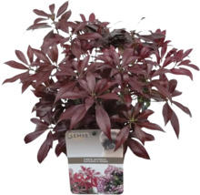 Scharlachglöckchen ''Katsura'' im Topf