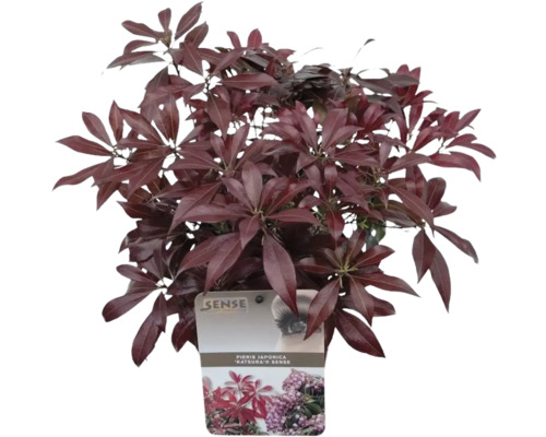 Scharlachglöckchen ''Katsura'' im Topf