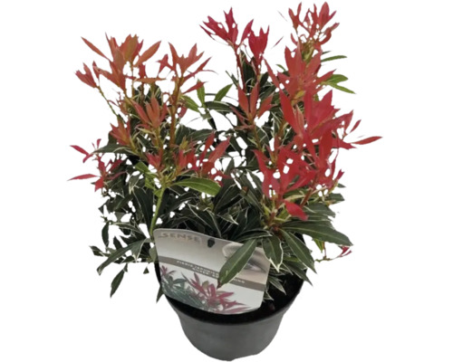 Japanische Lavendelheide FloraSelf Pieris japonica 'Flaming Silver' H 15-20 cm Co 1,5 L