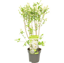 Exochorda-Pflanze im Topf mit weißen Blüten und grünen Blättern