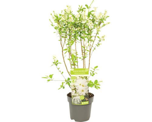 Exochorda-Pflanze im Topf mit weißen Blüten und grünen Blättern