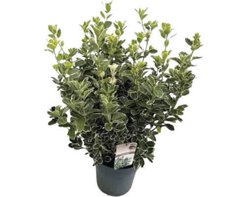 Japanischer Spindelstrauch FloraSelf Euonymus japonicus 'Katy' H 50-60 cm Co 10 L buschig