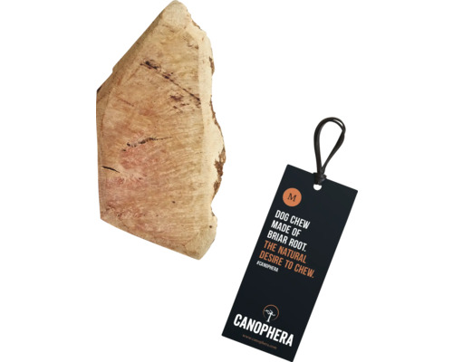 Canophera Hundekauwurzel, mittelgroß, mit Etikett