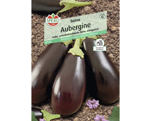 Aubergine Galine, F1 Sperli Hybrid-Saatgut Gemüsesamen