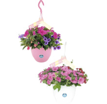 Zwei hängende Blumenampeln mit verschiedenen Blüten