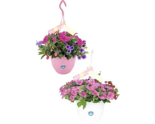 Zwei hängende Blumenampeln mit verschiedenen Blüten