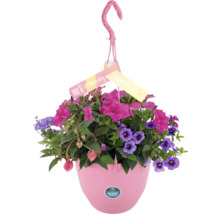 Hängeampel mit verschiedenen Blumen in einem Kunststofftopf