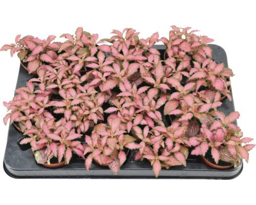 Mosaikpflanze rot Mix FloraSelf Fittonia Ø 7 cm Topf zufällige Sortenauswahl