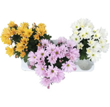 Drei Topfchrysanthemen mit Blüten