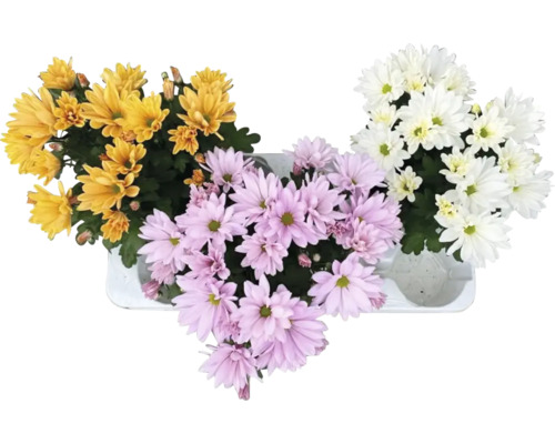 Drei Topfchrysanthemen mit Blüten