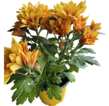 Chrysanthemenblüte im Topf