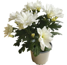 Chrysantheme mit weißen Blüten im Topf