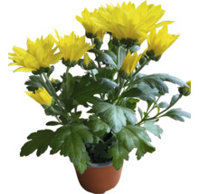 Gelbe Chrysantheme im Topf