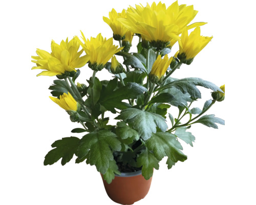 Herbst-Chrysanthemen Mix Chrysanthemum indicum Ø 10,5 cm Topf zufällige Sortenauswahl Gelbe Chrysantheme im Topf