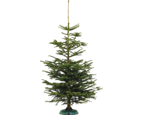 Nordmanntanne BASIC H 140-180 cm, geschlagener Weihnachtsbaum aus nachhaltigem Anbau
