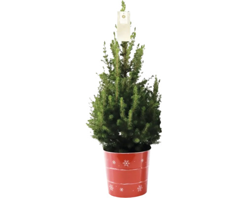 Zuckerhutfichte FloraSelf H 60-70 cm T 17 cm Zinktopf Zuckerhutfichte FloraSelf H 60-70 cm T 17 cm Zinktopf