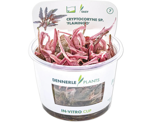 Cryptocoryne sp. Flamingo Aquarienpflanze im In-vitro-Becher