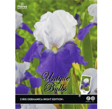 Stauden-Rhizom Schwertlilie Iris germanica 'Night Edition' 2 Stk