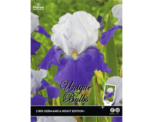 Stauden-Rhizom Schwertlilie Iris germanica 'Night Edition' 2 Stk