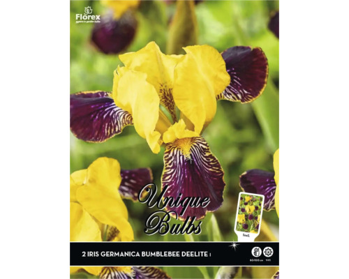 Stauden-Rhizom Schwertlilie Iris germanica 'Bumblebee Deelite' 10 Stk