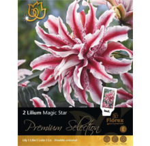 Lilium Magic Star Blumenzwiebelpackung mit gefüllten orientalischen Lilien