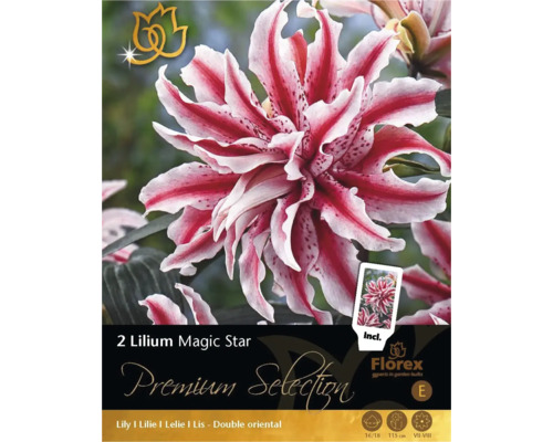 Blumenzwiebel Orientalische Lilie 'Magic Star' 2 Stk