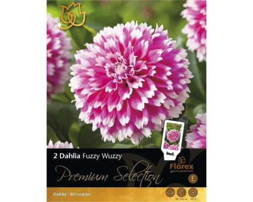 Blumenzwiebel Dahlie 'Fuzzy Wuzzy' 2 Stk