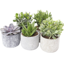 Sukkulenten Mix FloraSelf H ca. 30 cm Ø 14 cm inkl. Keramik Übertopf Toledo, zufällige Sortenauswahl