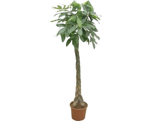 Glückskastanie FloraSelf Pachira H ca. 190 cm Ø 35 cm Topf geflochtene Stamm Geldbaum im Topf mit geflochtenem Stamm