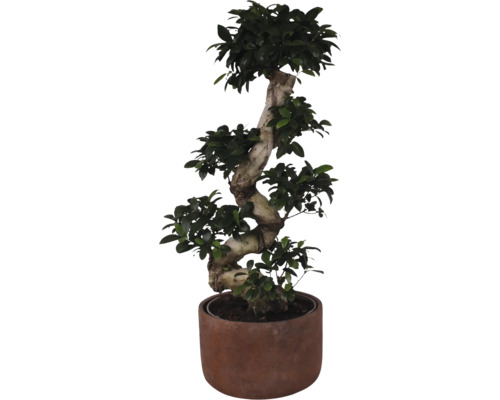 Chinesische Feige FloraSelf Ficus microcarpa Ginseng H ca. 80 cm Ø 27 cm Topf inkl. Keramik Übertopf Liam