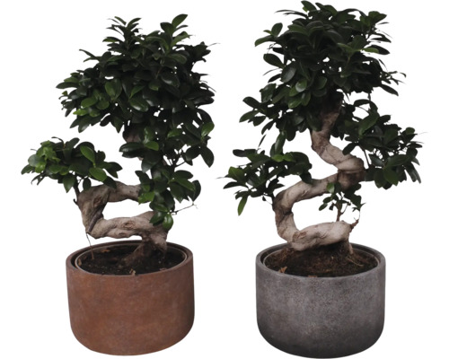 Chinesische Feige S-SHAPE FloraSelf Ficus microcarpa Ginseng H ca. 55 cm inkl. Keramik Übertopf Liam Ø 23 cm