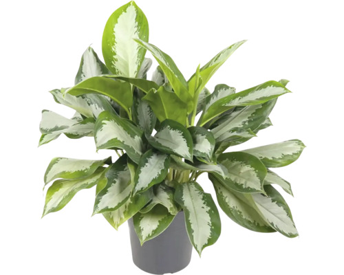 Kolbenfaden FloraSelf Aglaonema commutatum 'Silver Bay' H ca. 65 cm Ø 24 cm Topf Aglaonema Zimmerpflanze im Topf