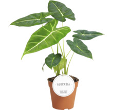 Alocasia Frydek FloraSelf H ca. 30 cm Ø 12 cm Topf