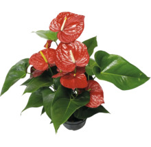 Anthurium Zimmerpflanze mit roten Blüten und grünen Blättern in einem Topf