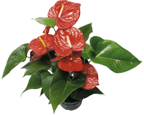 Flamingoblume/ Anthurie rot FloraSelf Anthurium andreanum H ca. 50 cm Ø 21 cm Topf Anthurium Zimmerpflanze mit roten Blüten und grünen Blättern in einem Topf