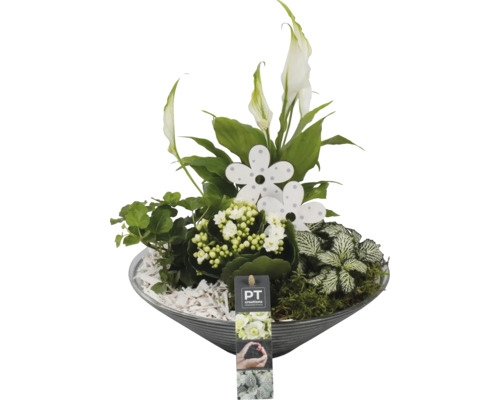 FloraSelf Arrangement cm Ø 16 weiße HORNBACH | Zimmerpflanzen