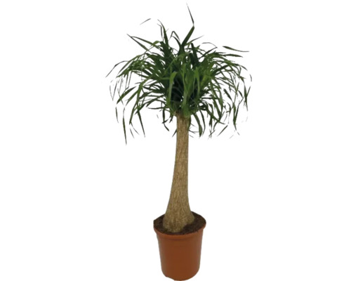 Elefantenfuß Stamm FloraSelf Beaucarnea recurvata H bis zu 110 cm Ø 24 cm Topf Elefantenfuß im Topf als Zimmerpflanze