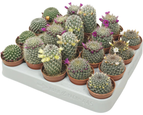 Mini Kaktus mit Blüten FloraSelf Kakteen Ø 5,5 cm Topf versch. Sorten