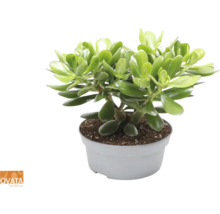 Geldbaum Crassula ovata im Topf
