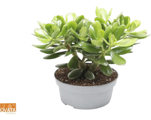 Dickblatt, Geldbaum FloraSelf Crassula 'Magical Tree' H 30-35 cm Ø 20 cm Topf Geldbaum Crassula ovata im Topf
