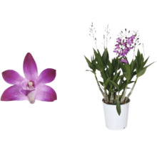 Dendrobium Nobile Orchidee im Topf und Nahaufnahme einer Blüte