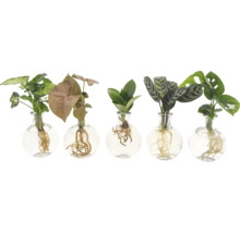 GrünMIX im Glas Samoa FloraSelf Purpurtute, Balsamapfel, Kalathea, Monstera freie Wurzeln