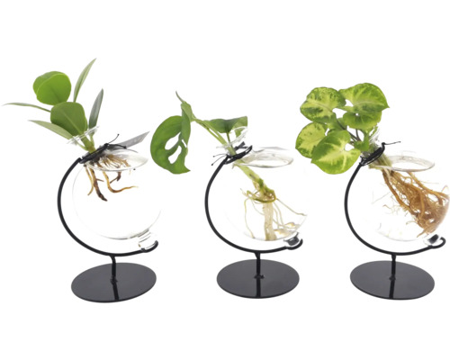 GrünMIX im Glas Victoria FloraSelf Purpurtute, Balsamapfel, Monstera freie Wurzeln Drei Pflanzen in Glasvasen mit schwarzem Metallständer