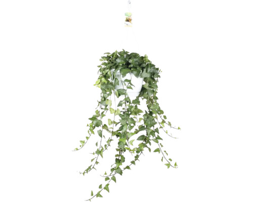 Efeu dunkelgrün mit hellen Blattadern Ampeltopf FloraSelf Hedera helix 'Mein Herz' Ø 24 cm Topf