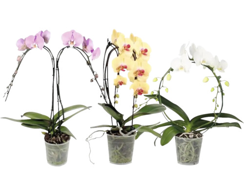 Schmetterlingsorchidee FormenMix FloraSelf Phalaenopsis Ø 12 cm Topf 2 Rispen, versch. Farben