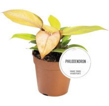 Baumfreund Mix FloraSelf Philodendron H ca. 30 cm Ø 12 cm Topf