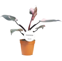 Baumfreund Mix FloraSelf Philodendron H ca. 30 cm Ø 12 cm Topf