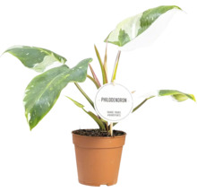 Baumfreund Mix FloraSelf Philodendron H ca. 30 cm Ø 12 cm Topf