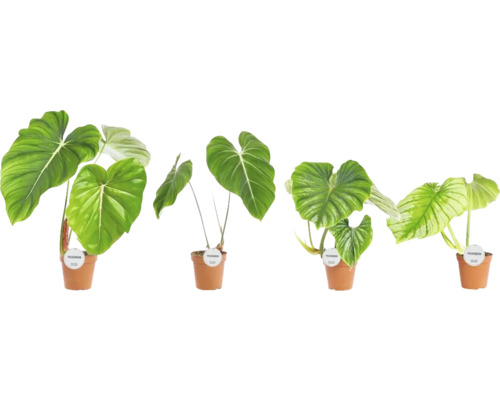 Baumfreund Mix FloraSelf Philodendron H ca. 50 cm Ø 15 cm Topf sortiert zufällige Sortenauswahl